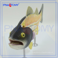 Modelo anatómico de peces PNT-0822, modelo de disección de peces